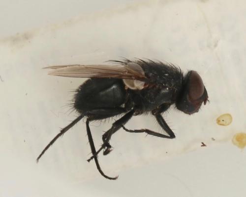 Réf. 319 108 : Pollenia sp.